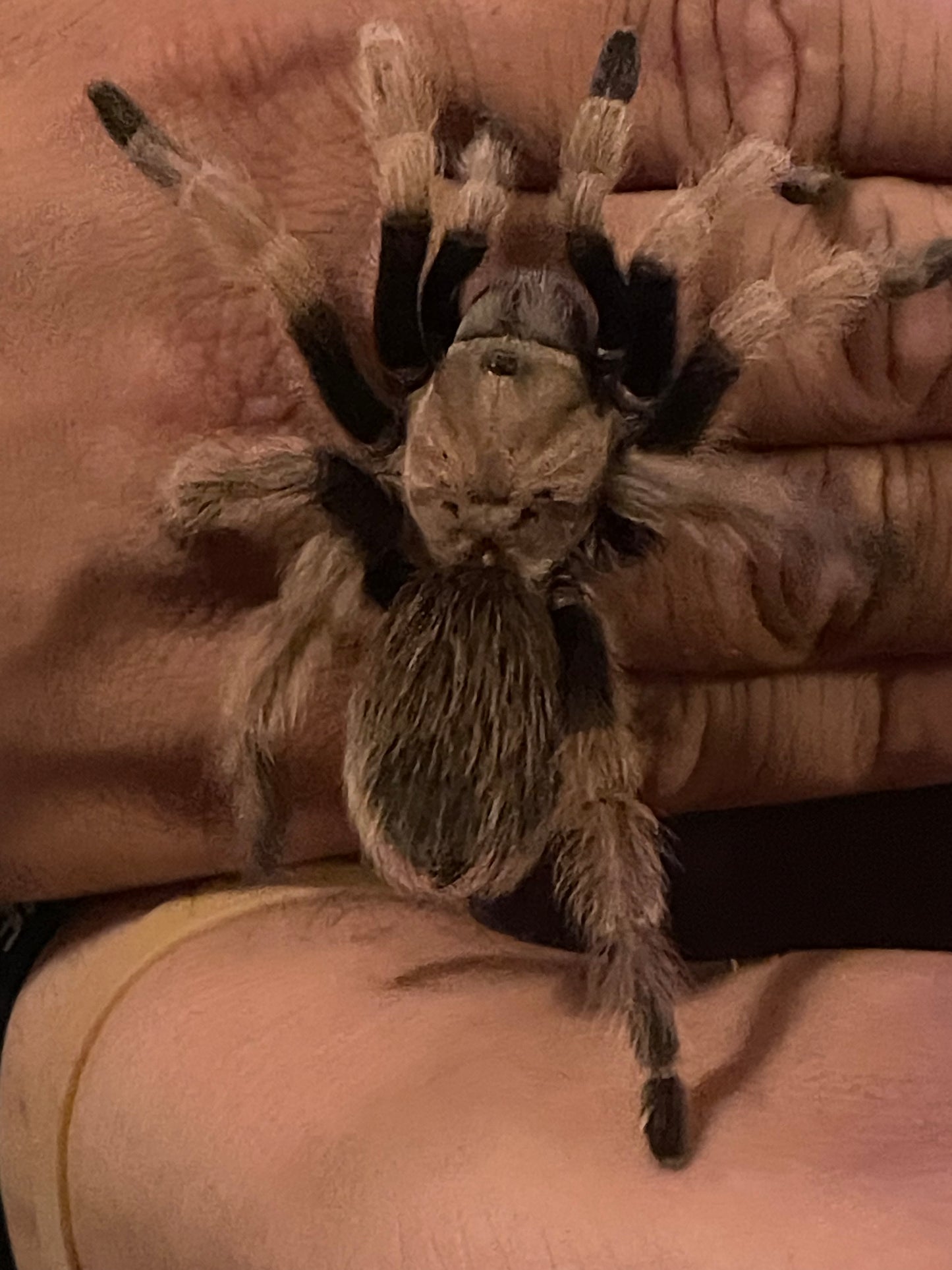 Aphonopelma Chalcodes (Arizona Blonde)