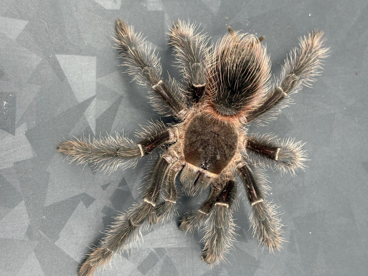 Lasiodora Parahybana (Salmon Pink Birdeater)