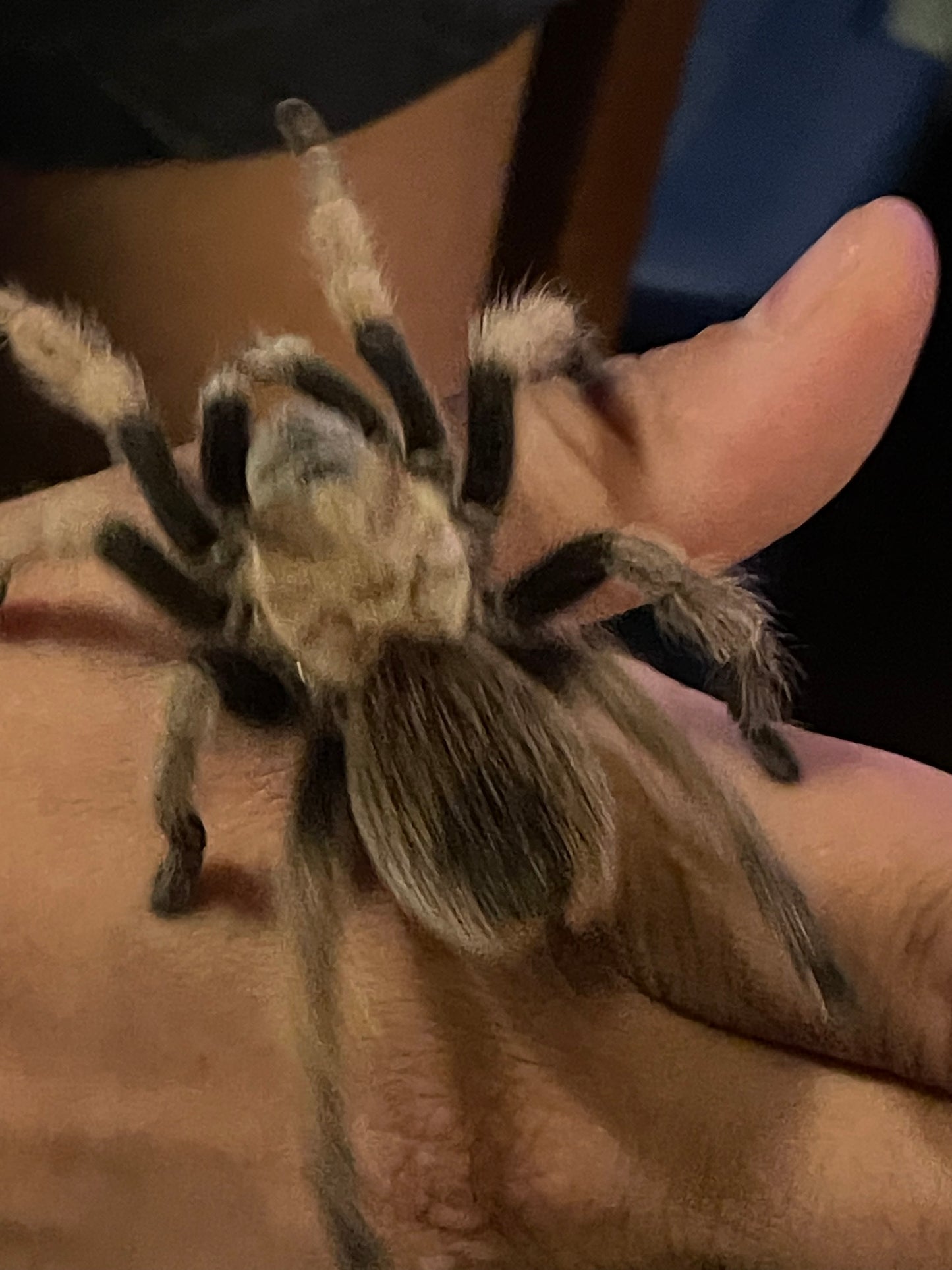 Aphonopelma Chalcodes (Arizona Blonde)