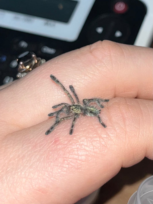 Ybyrapora Diversipes (Amazon Sapphire)