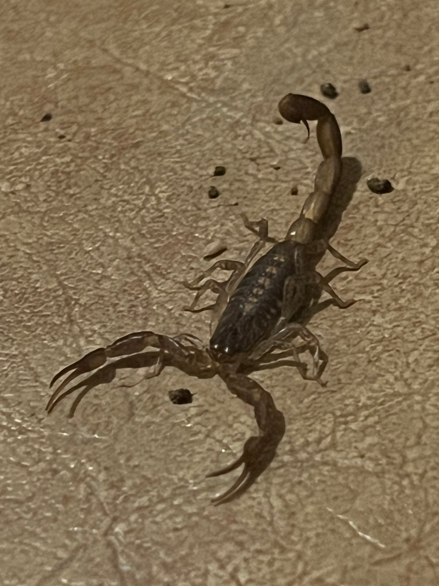 Centruroides Guanensis (Keys Bark Scorpion)