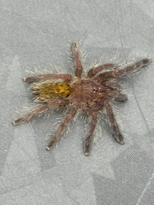 Pterinochilus Murinus 'Mikumi' DCF (Mikumi Baboon)