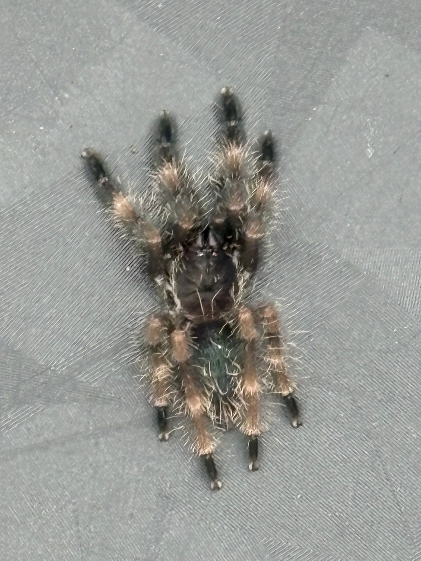 Psalmopoeus Victori (Darth Maul)