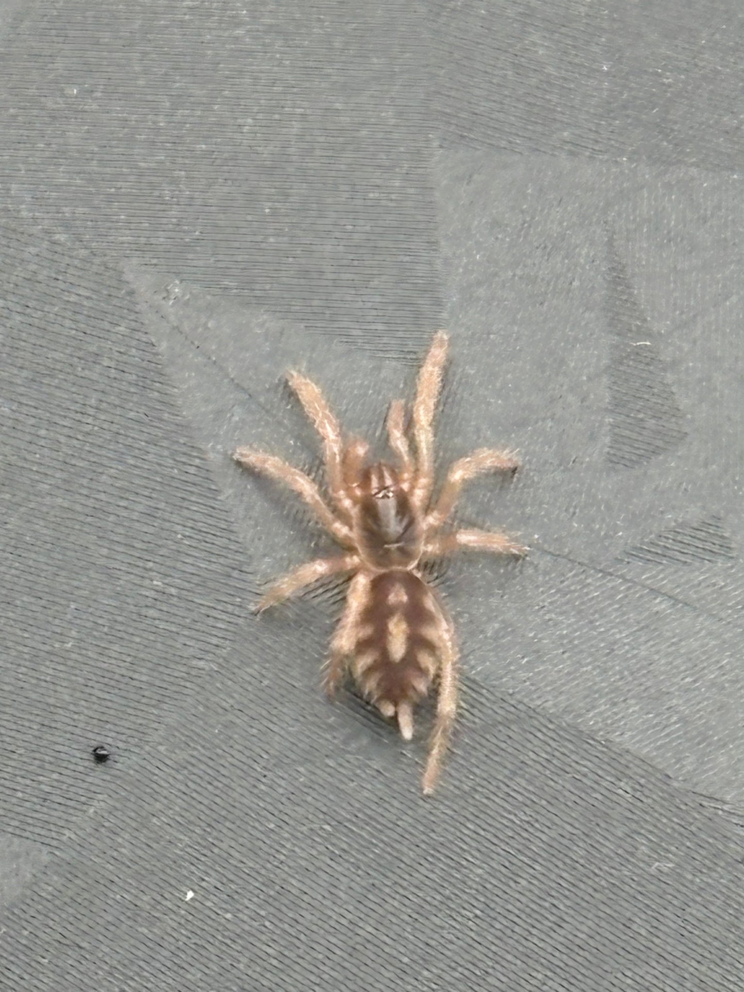 Hapalopus Formosus (Pumpkin Patch Large)