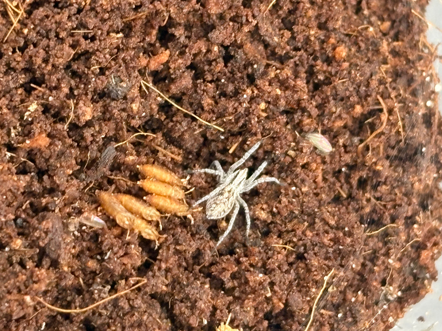 Hogna Carolinensis (Carolina Wolf Spider)