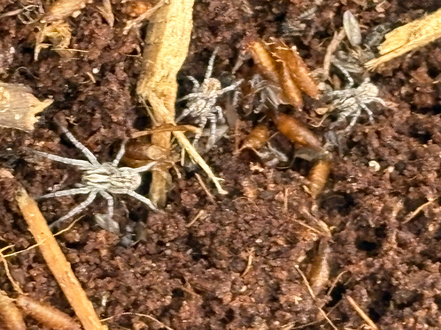 Hogna Carolinensis (Carolina Wolf Spider)