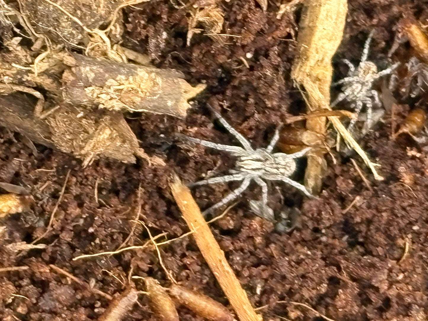 Hogna Carolinensis (Carolina Wolf Spider)
