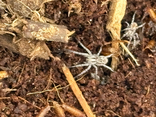 Hogna Carolinensis (Carolina Wolf Spider)