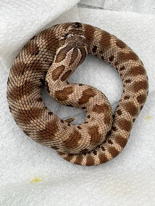 Western Hognose