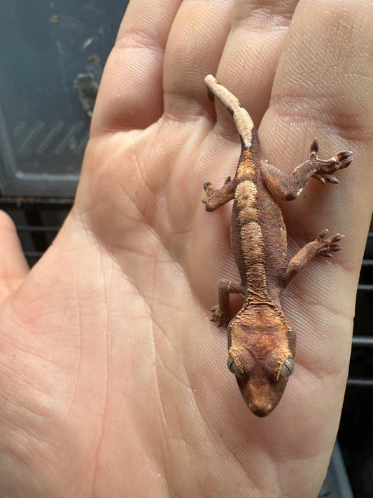 Crested Gecko