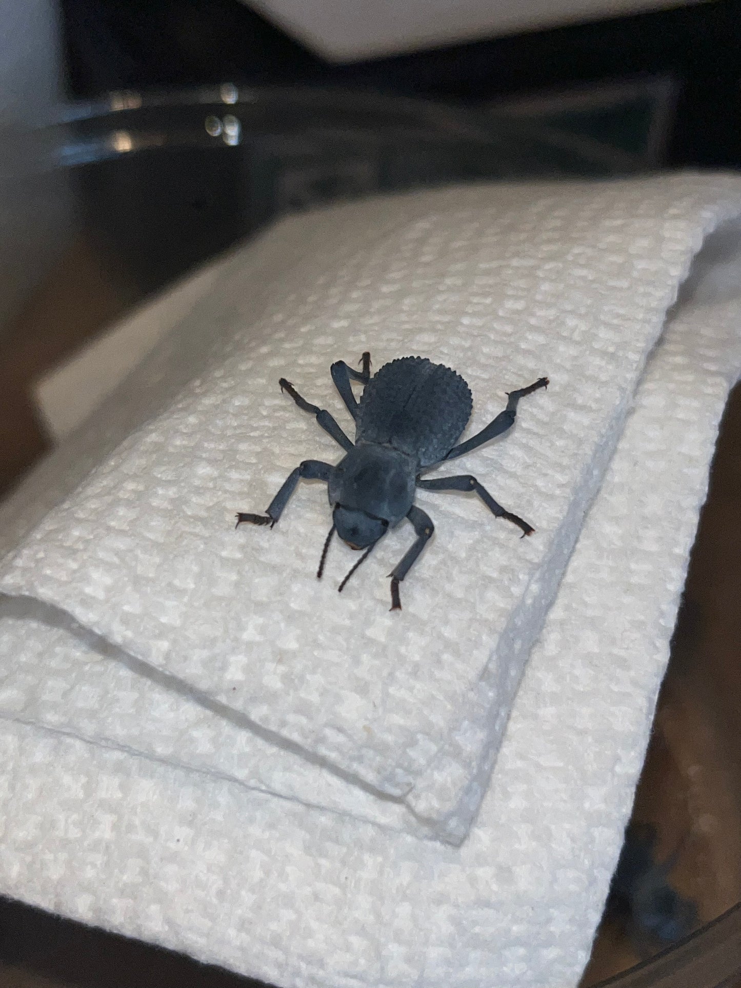 Asbolus Verrucosus (Blue Feigning Beetle)