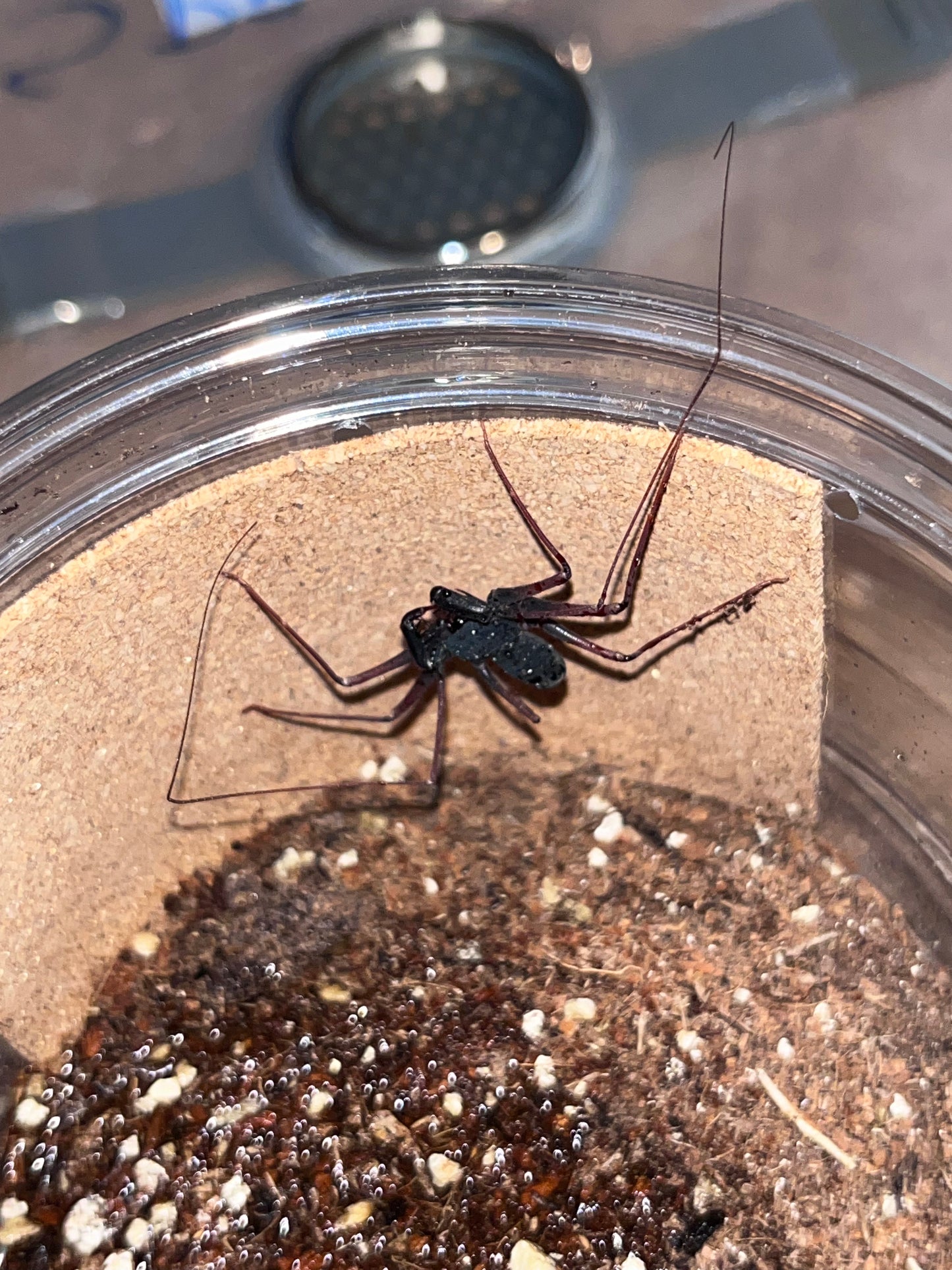 Phrynus Whitei (Central American Tailless Whipspider)