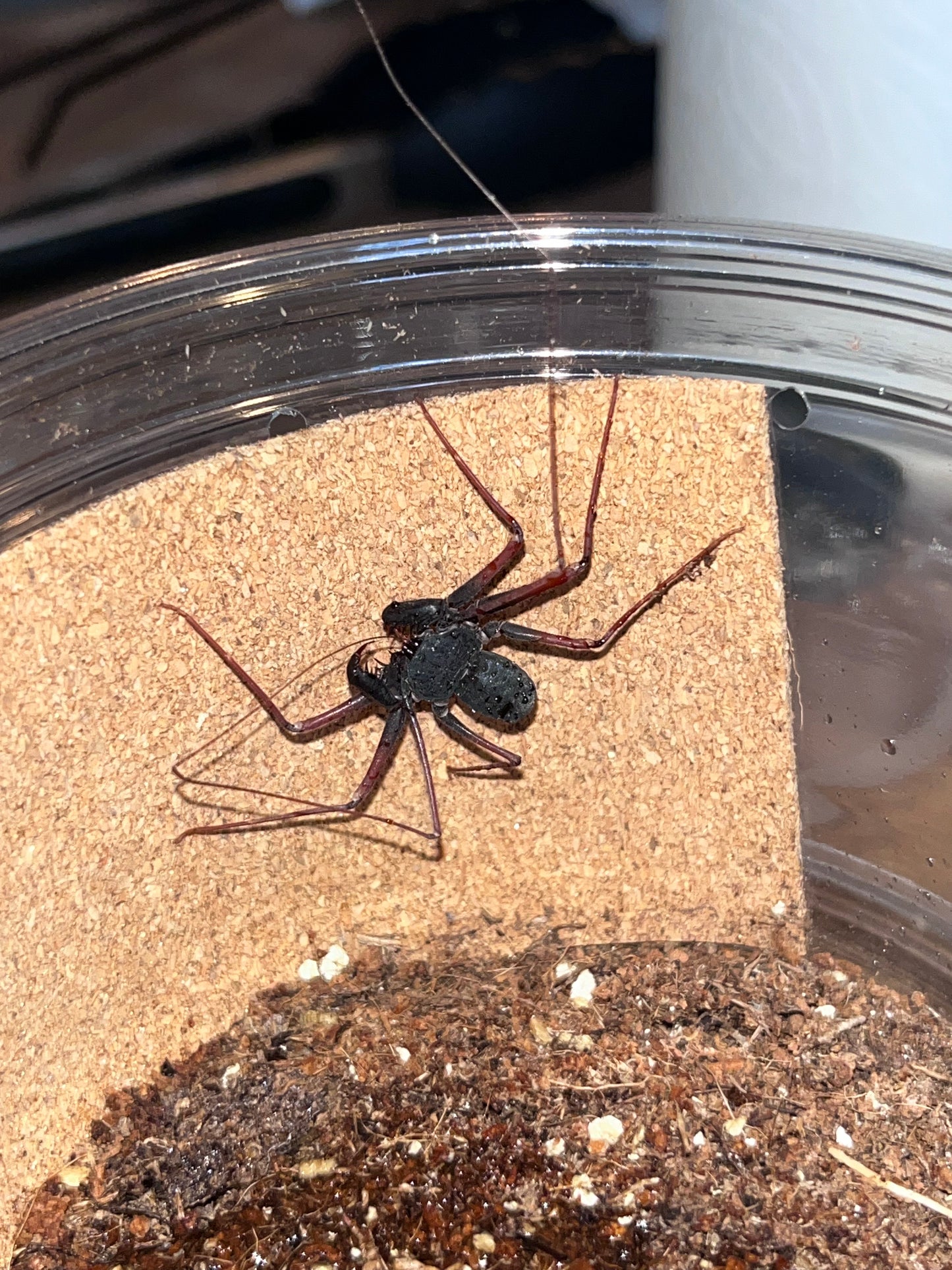 Phrynus Whitei (Central American Tailless Whipspider)