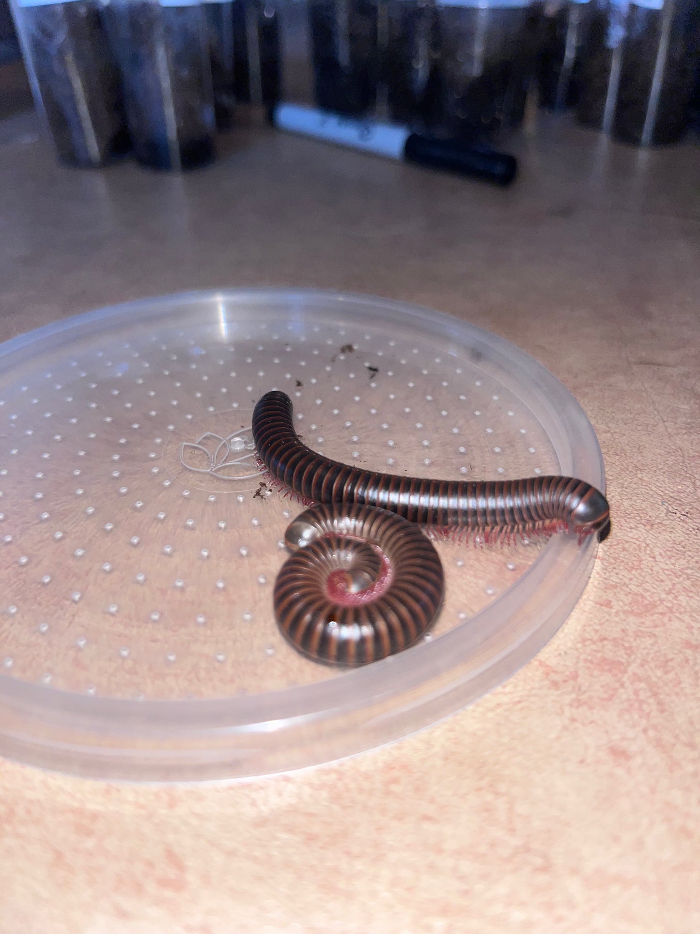 Narceus Americanus (Giant Pink Foot Millipede)