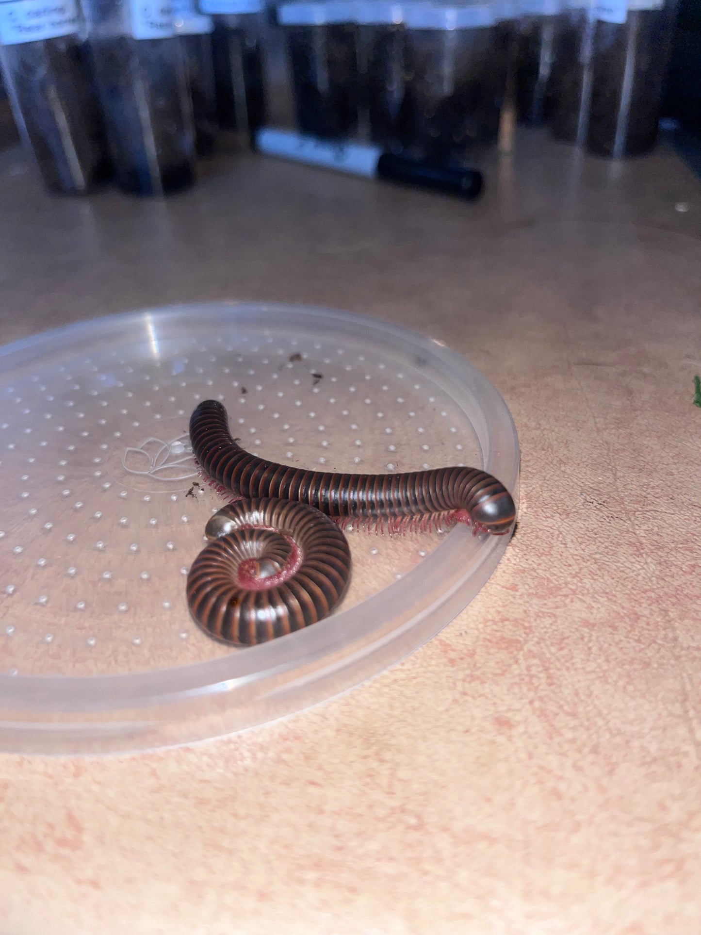 Narceus Americanus (Giant Pink Foot Millipede)