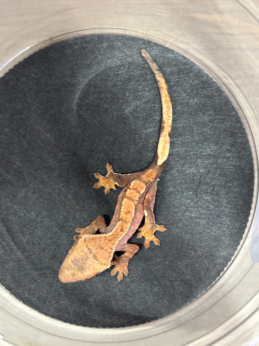 Fire Crested Gecko Unsexed
