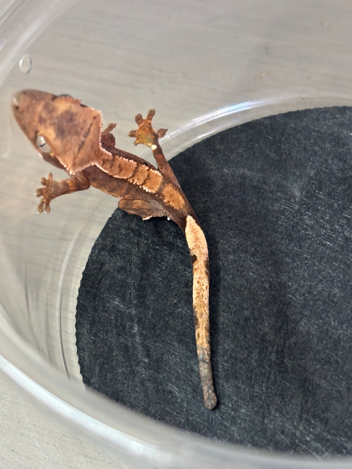 Fire Crested Gecko Unsexed