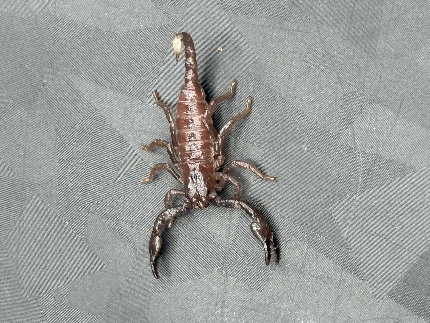 Pandinus Imperator (Emperor Scorpion)