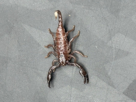 Pandinus Imperator (Emperor Scorpion)