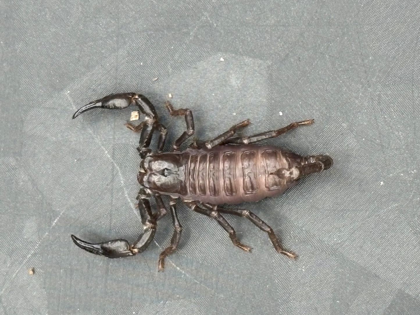 Javanimetrus Cyaneus (Asian Blue Forest Scorpion)