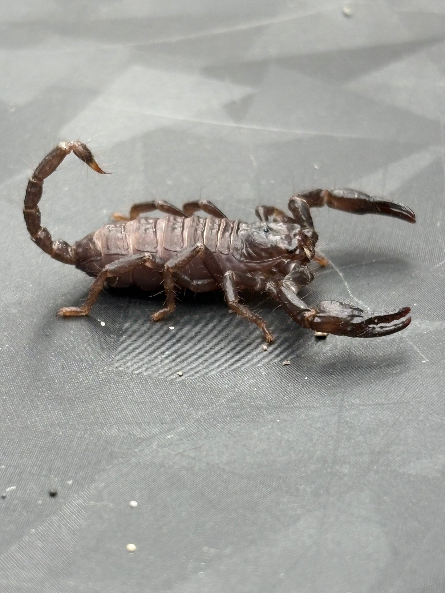Javanimetrus Cyaneus (Asian Blue Forest Scorpion)
