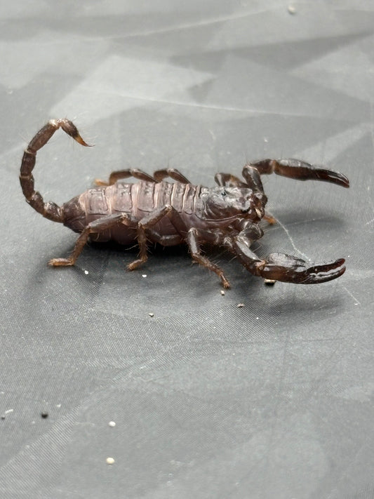 Javanimetrus Cyaneus (Asian Blue Forest Scorpion)