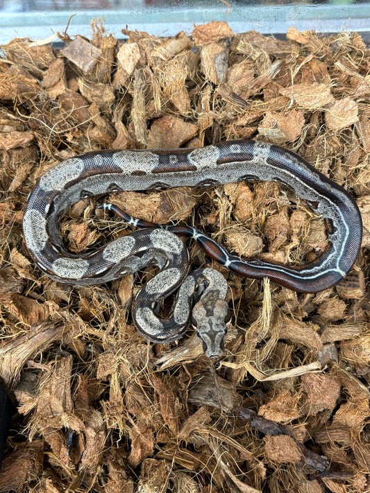 BCI Boa