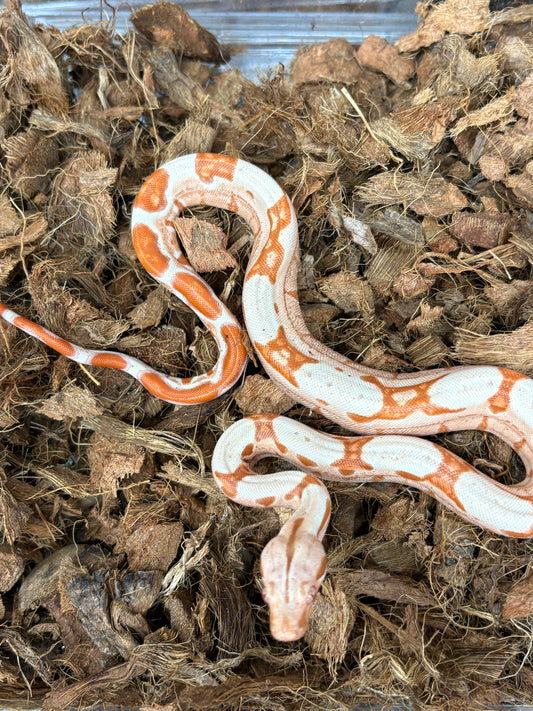 BCI Boa