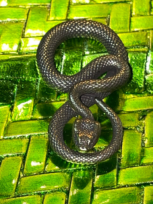 Decor - Snake