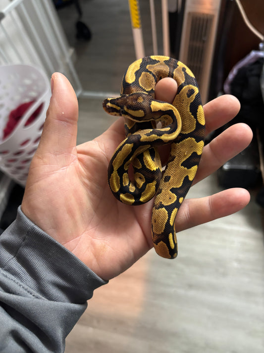 0.1 Pastel Fire Ball Python