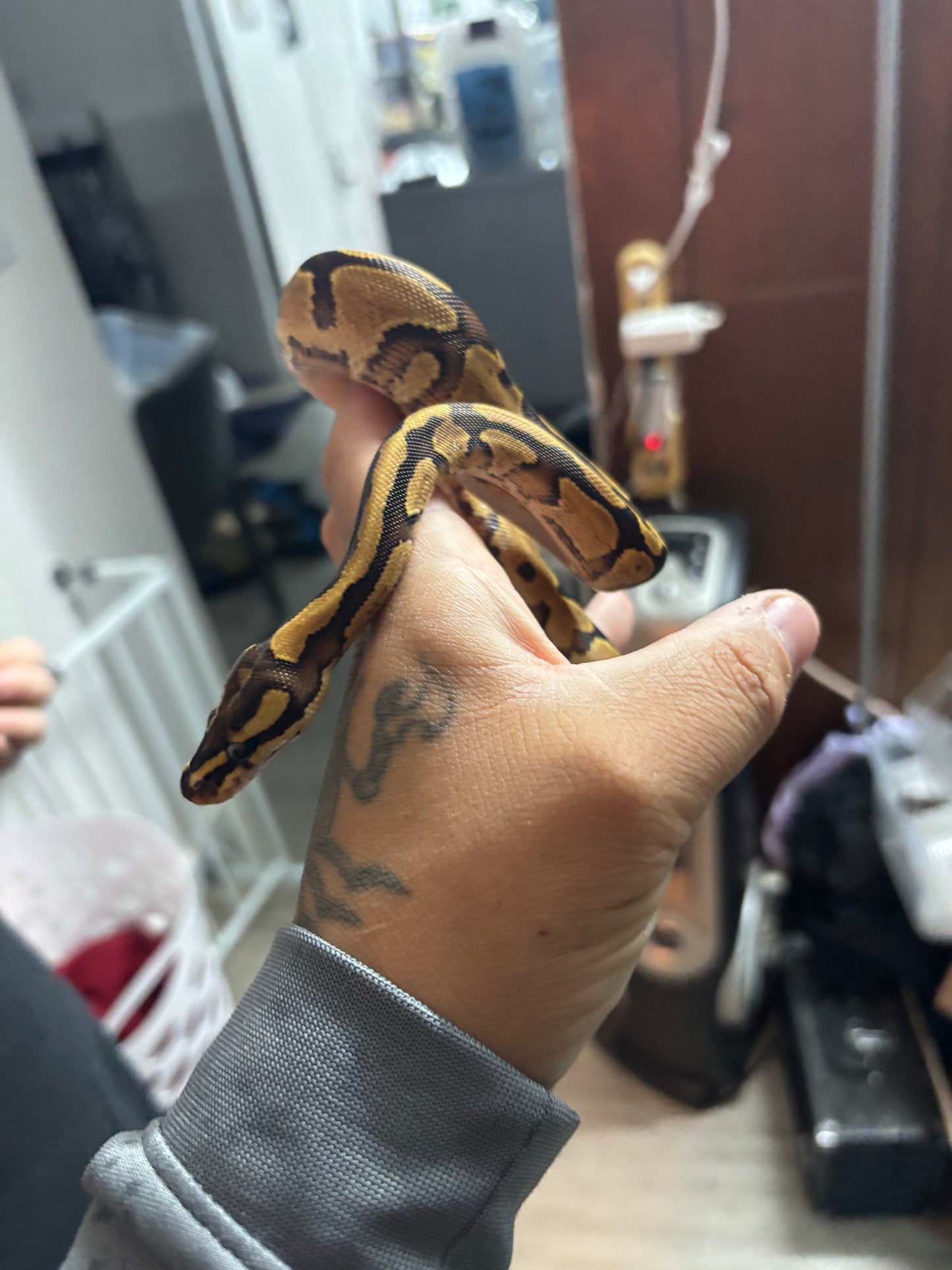 0.1 Pastel Fire Ball Python