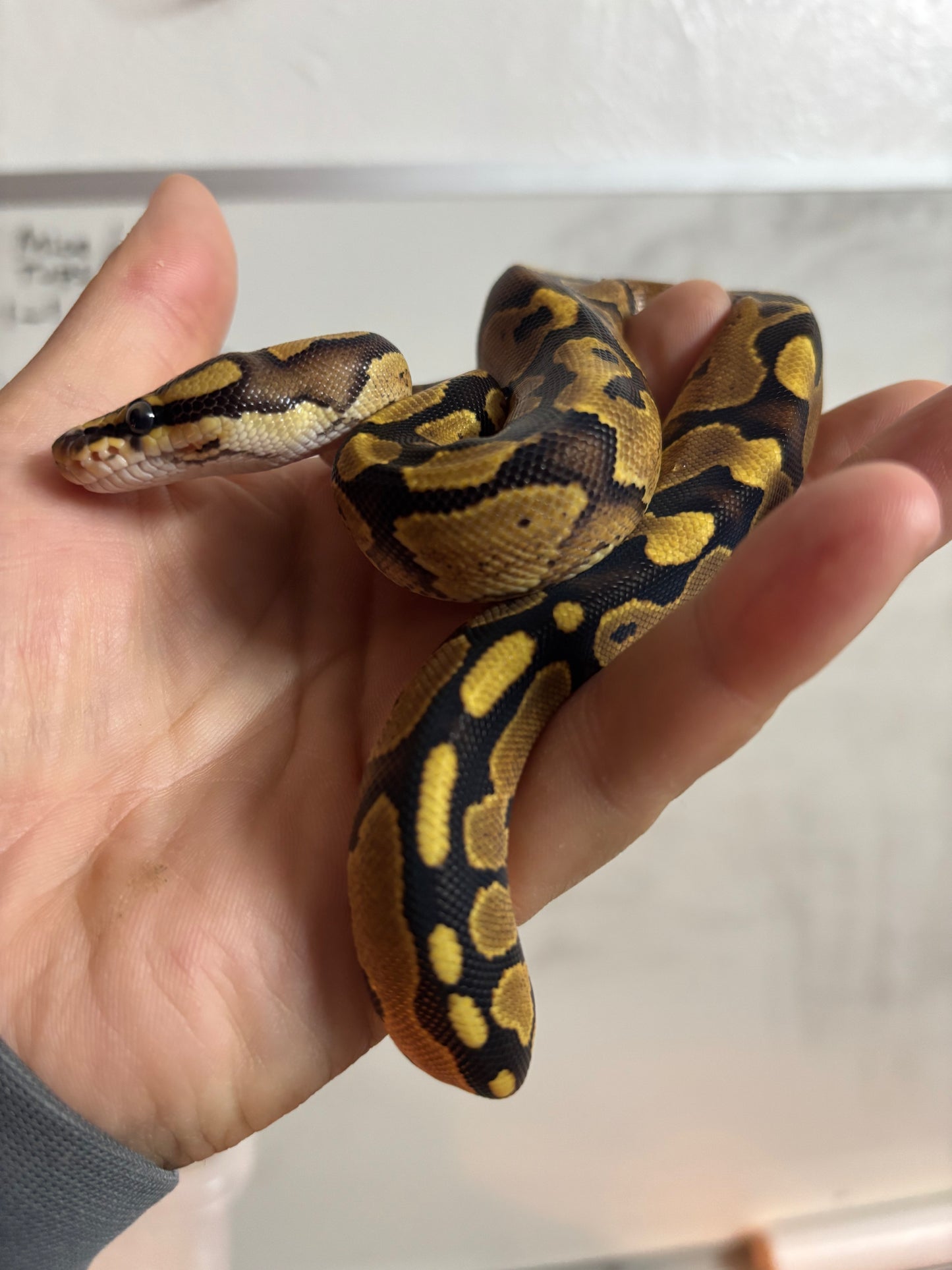 0.1 Pastel Fire Ball Python