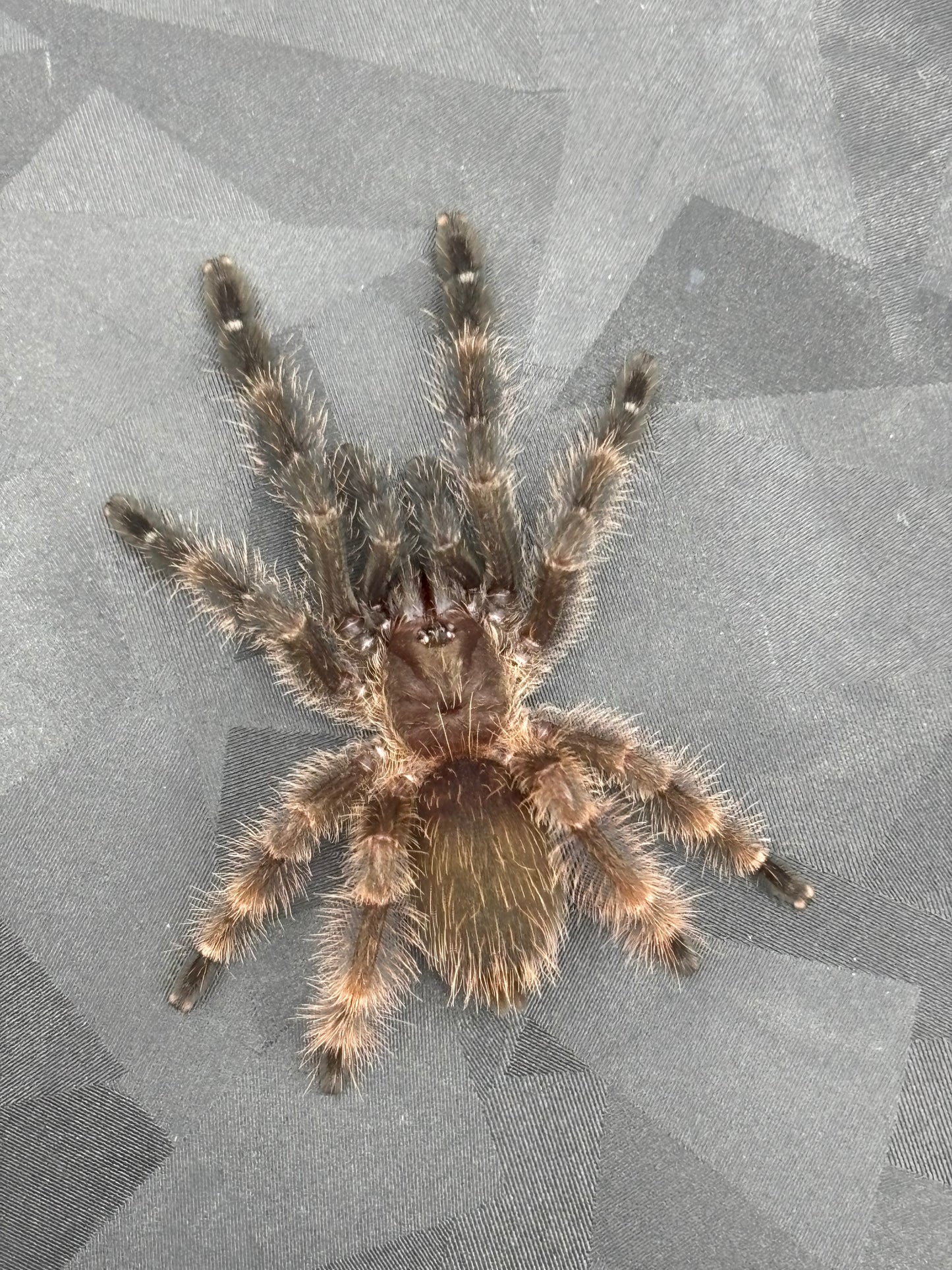 Psalmopoeus Victori (Darth Maul)