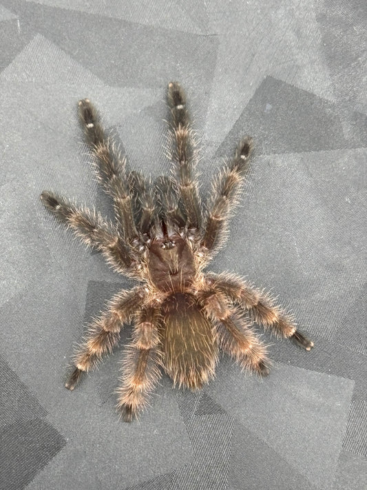 Psalmopoeus Victori (Darth Maul)
