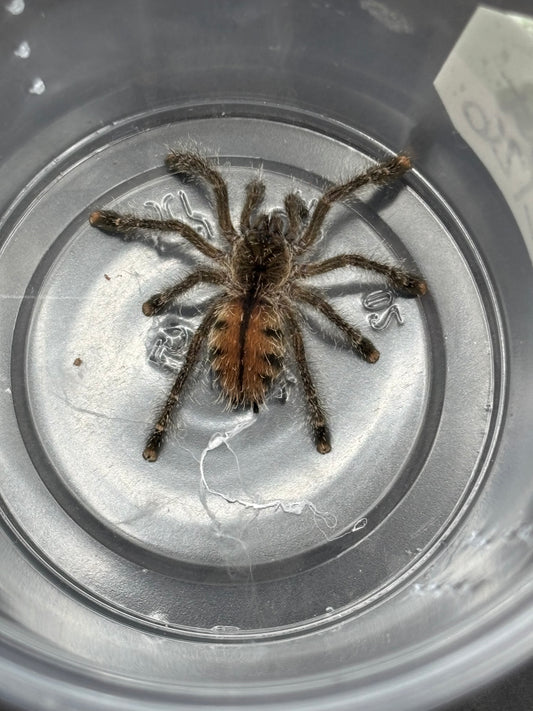 Avicularia Huriana (Ecuadorian Wolly Pink Toe)