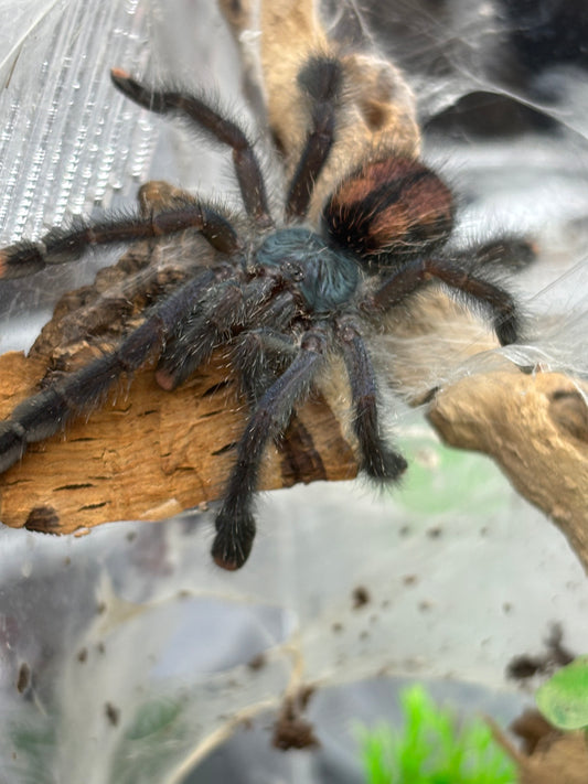Avicularia Geroldi (Brazilian Blue-Green Pink Toe)
