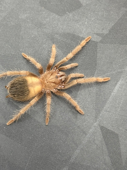 Lasiodora Parahybana (Salmon Pink Birdeater)