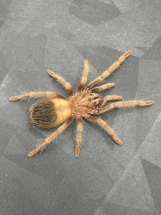 Lasiodora Parahybana (Salmon Pink Birdeater)