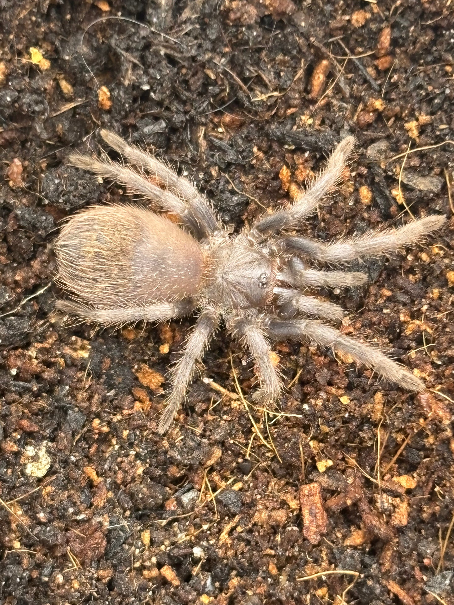 Lasiocyano Sazimai (Brazilian Blue)