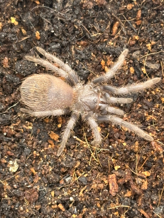 Lasiocyano Sazimai (Brazilian Blue)