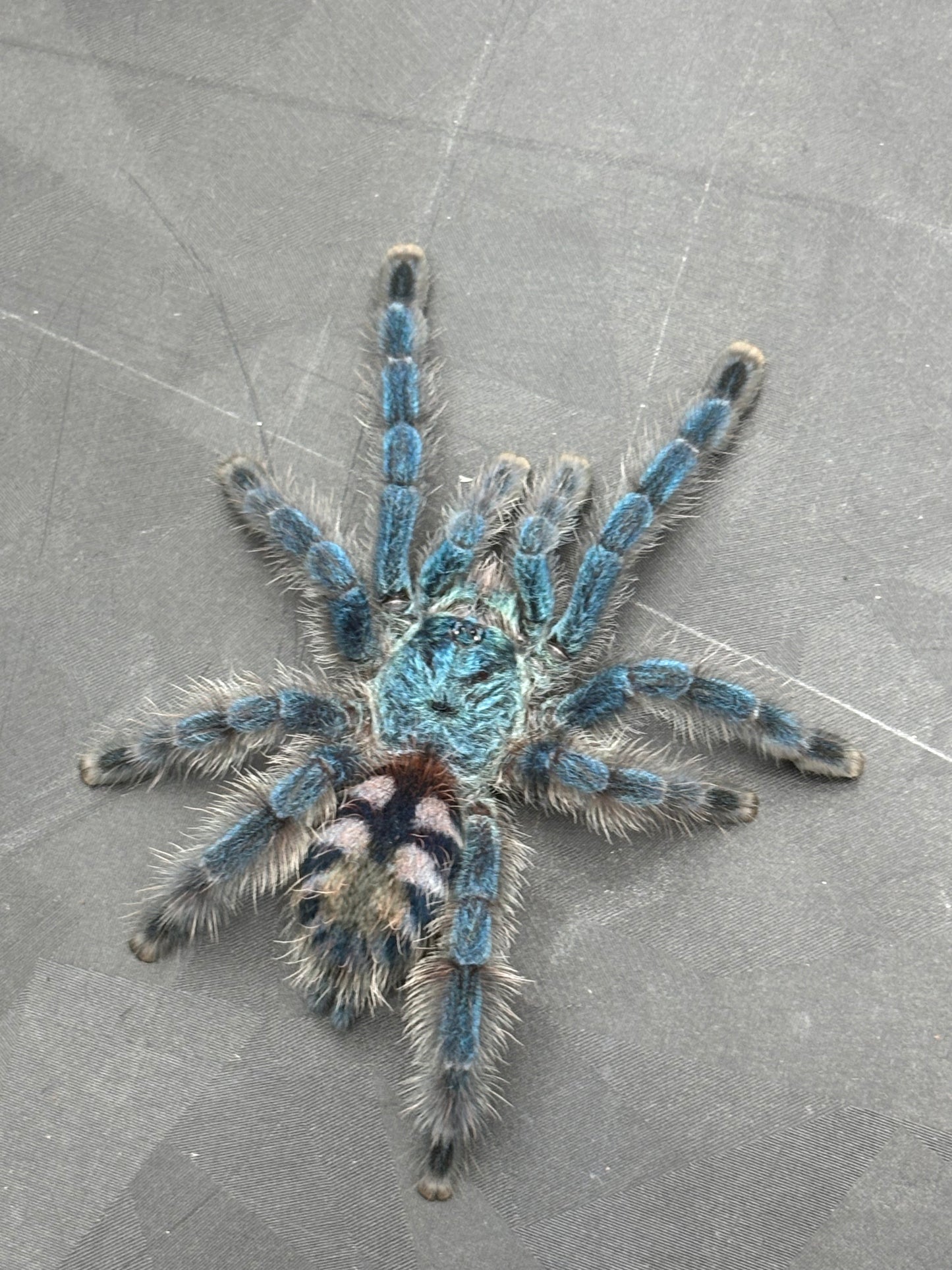 Caribena Versicolor (Antilles Pinktoe)