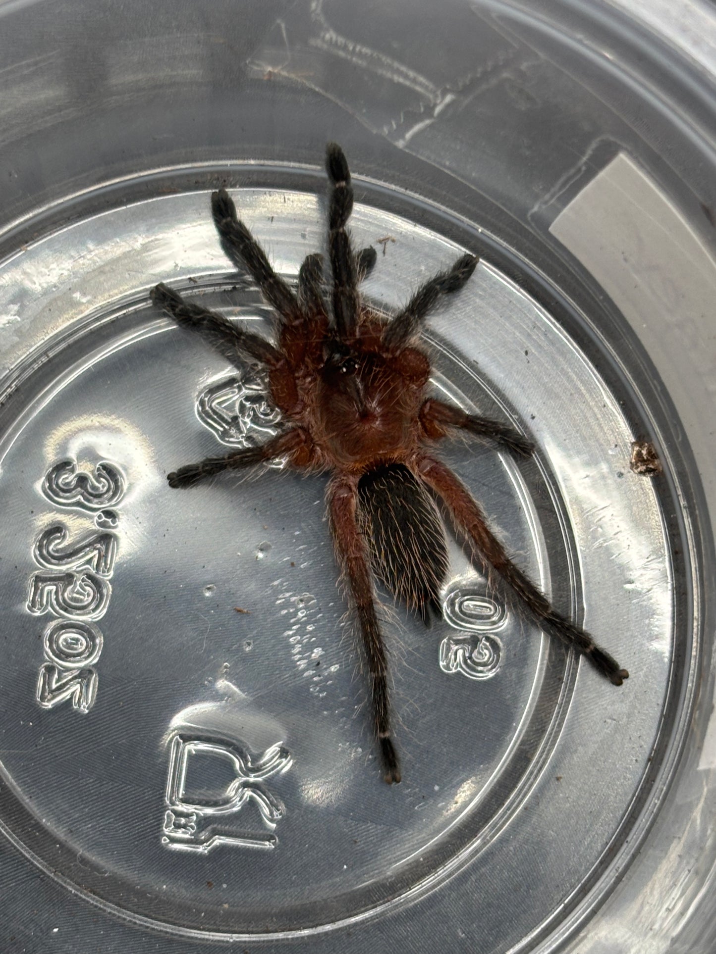 Dolichothele Rufoniger (Brazilian Purple Beauty)