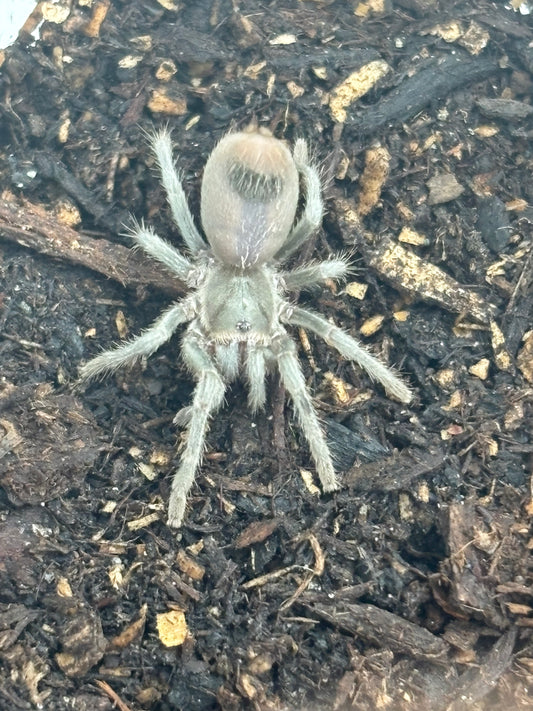 Cyrtopholis SP. 'Peravia'