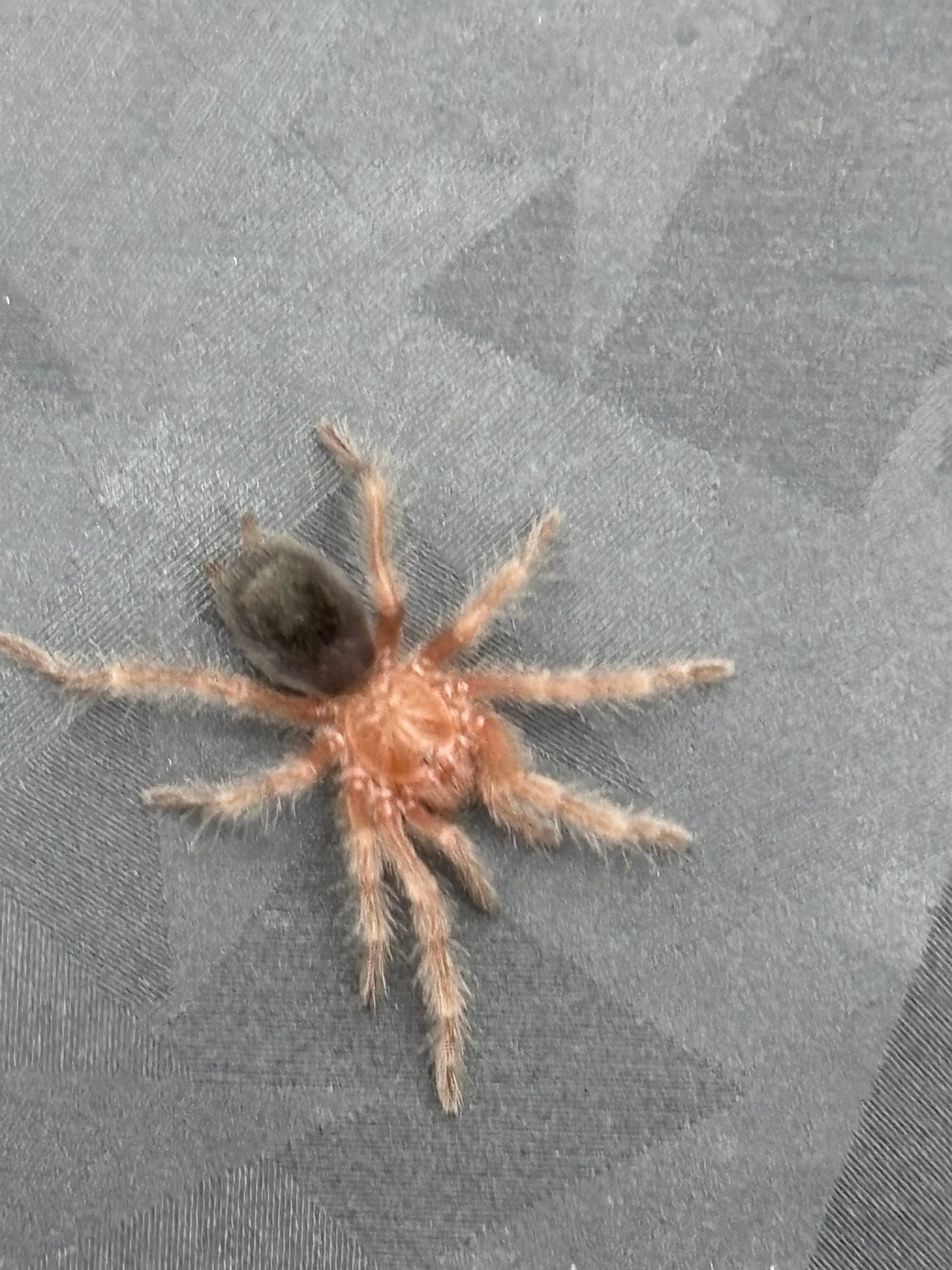 Grammostola Anthracina (Tawny Red)