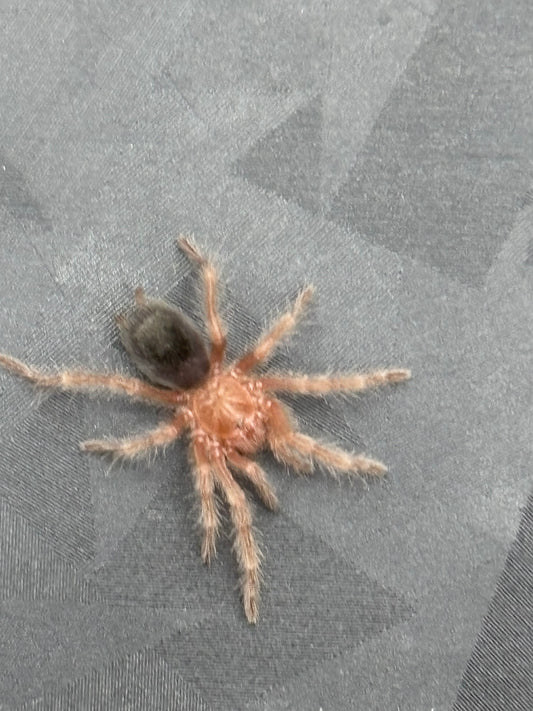 Grammostola Anthracina (Tawny Red)
