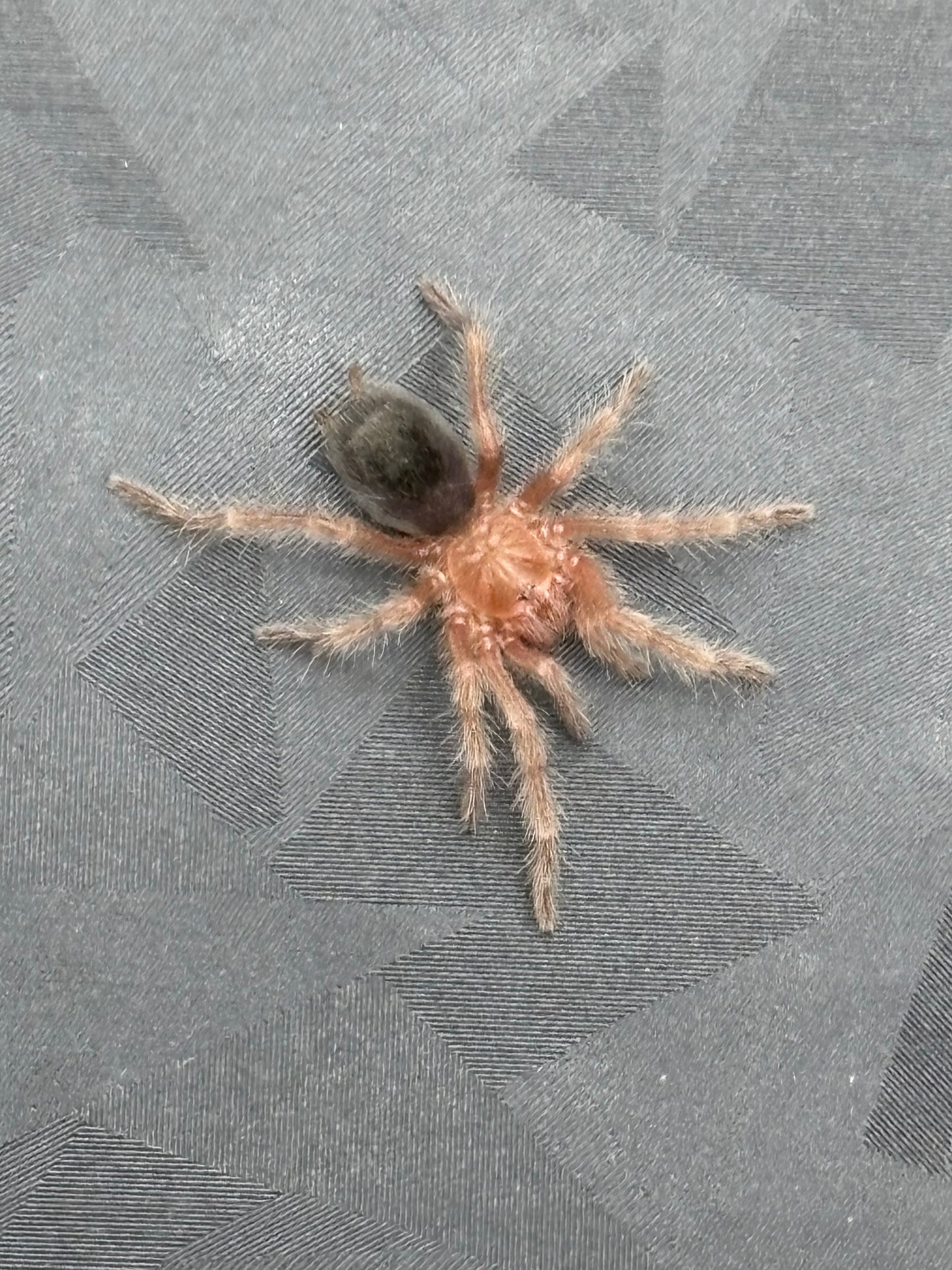 Grammostola Anthracina (Tawny Red)