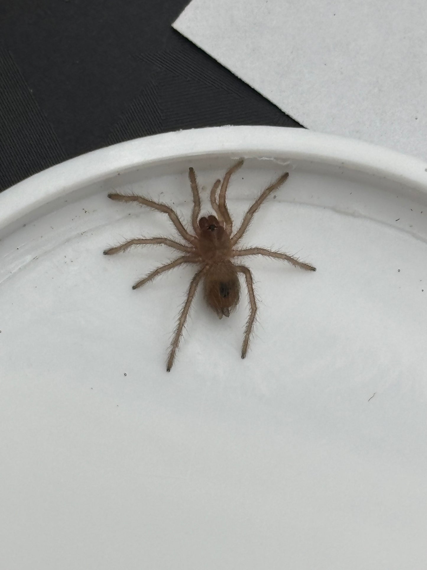 Lasiocyano Sazimai (Brazilian Blue)