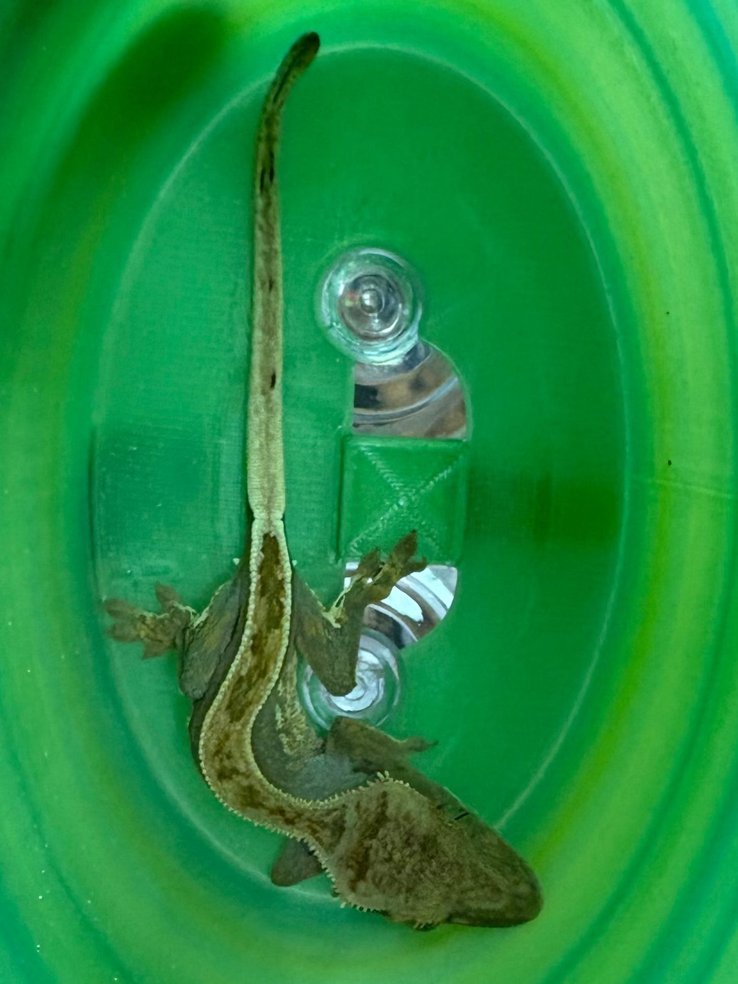 Lilly Quad Crested Gecko