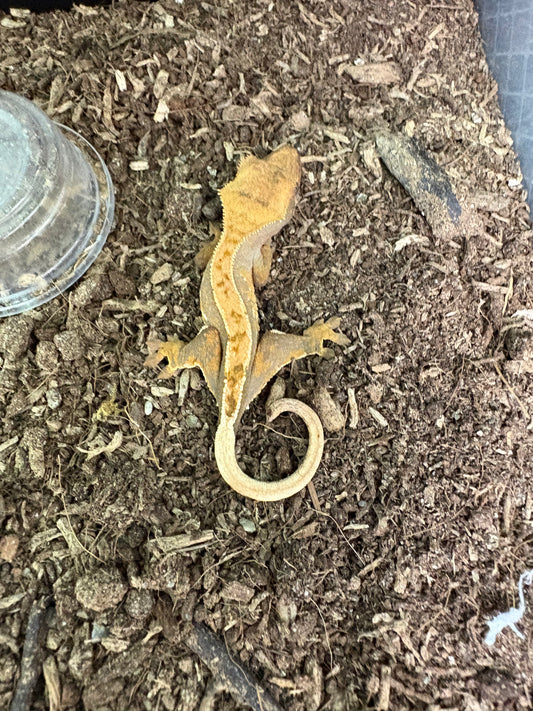 Lilly Quad Crested Gecko