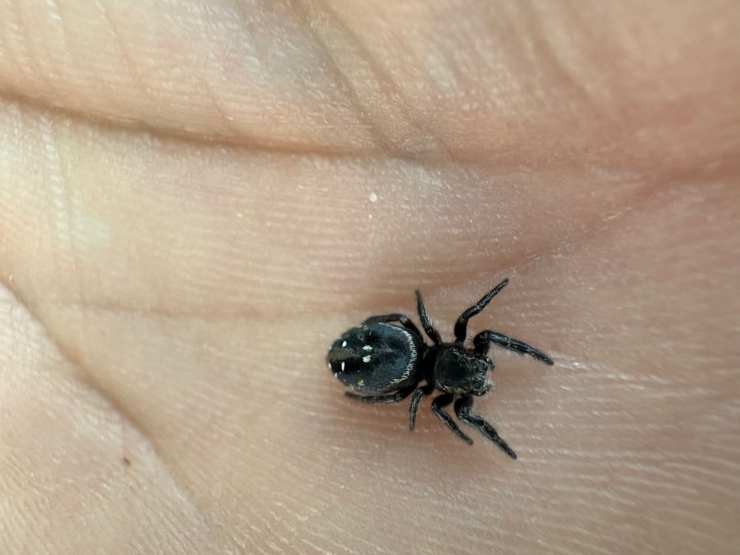 Phidippus Johnsoni (Red-Backed Jumping Spider